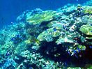 ����P���}FUN DIVE4����